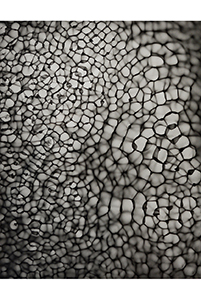 Between 20hz - 30hz (05), 2019, © Feng Chen