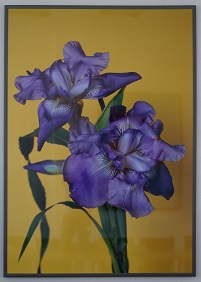 feldmann_iris
