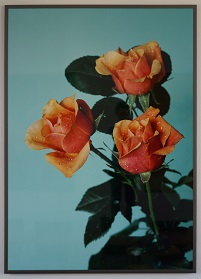 feldmann_rosen