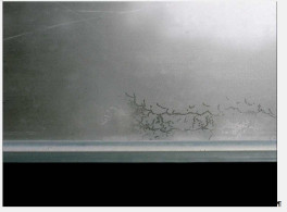 Tue Greenfort - Partitur einer Fliege (Spur), 2004